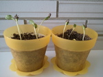 2011-08-29 09.16.13.jpg